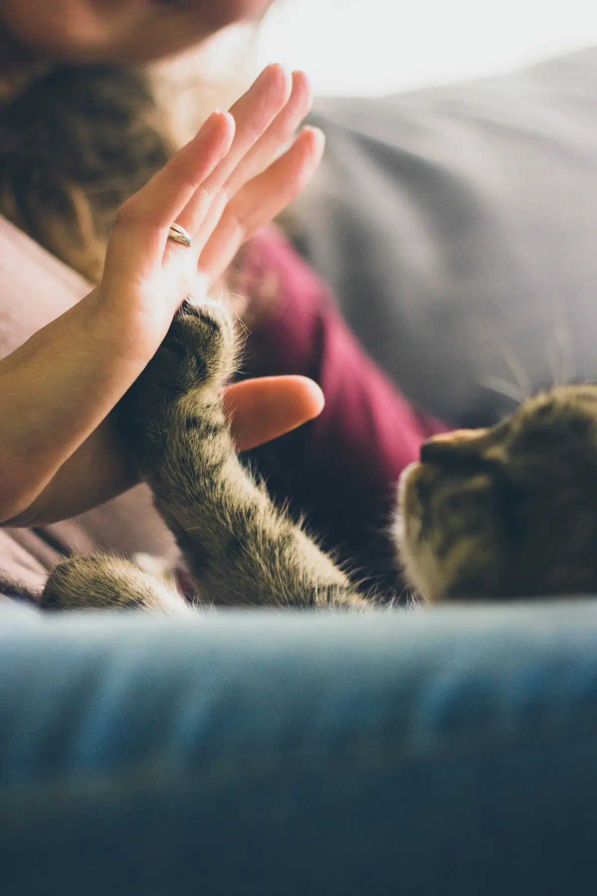 Life Insurance for Pets: How to Provide For Your Pet After You're Gone