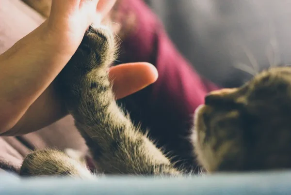 Life Insurance for Pets: How to Provide For Your Pet After You're Gone
