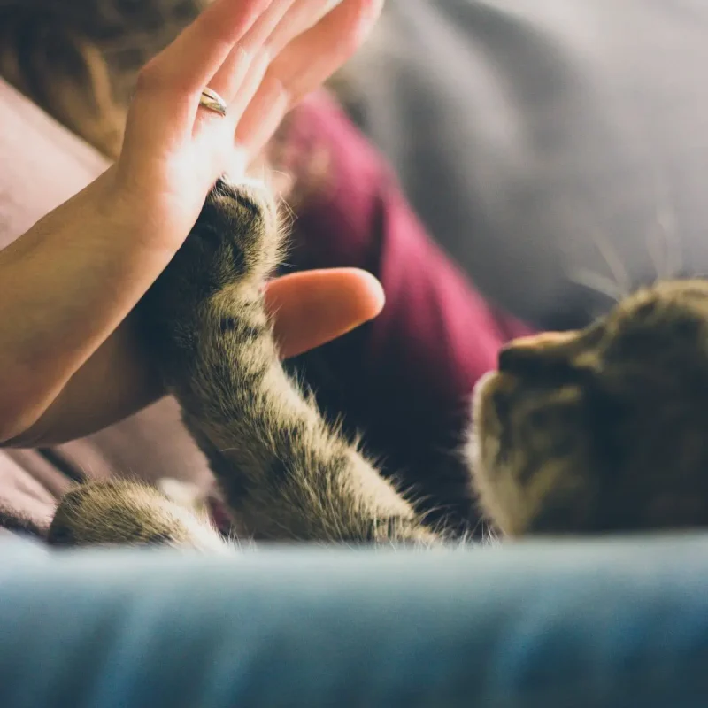 Life Insurance for Pets: How to Provide For Your Pet After You're Gone